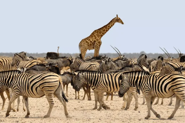 Viaggi in Namibia | Mokoro Tours Viaggi in Namibia | Mokoro Tours